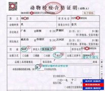 飛機(jī)空運(yùn)寵物多少錢？寵物托運(yùn)怎么辦理？