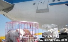 上海寵物托運(yùn)：上海寵物托運(yùn)公司哪家好？要多少錢？